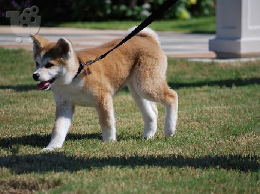 PoulaTo: Akita Inu
